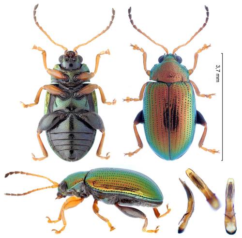 Réf. 337 186 : Crepidodera aurea